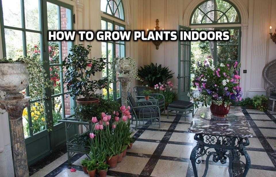 Tips for Indoor Gardening.