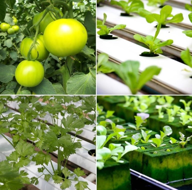 best crop for hydroponics rimworld