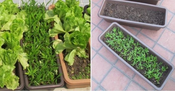 Rooftop Vegetable Gardening Design Layout In India Gardening Tips