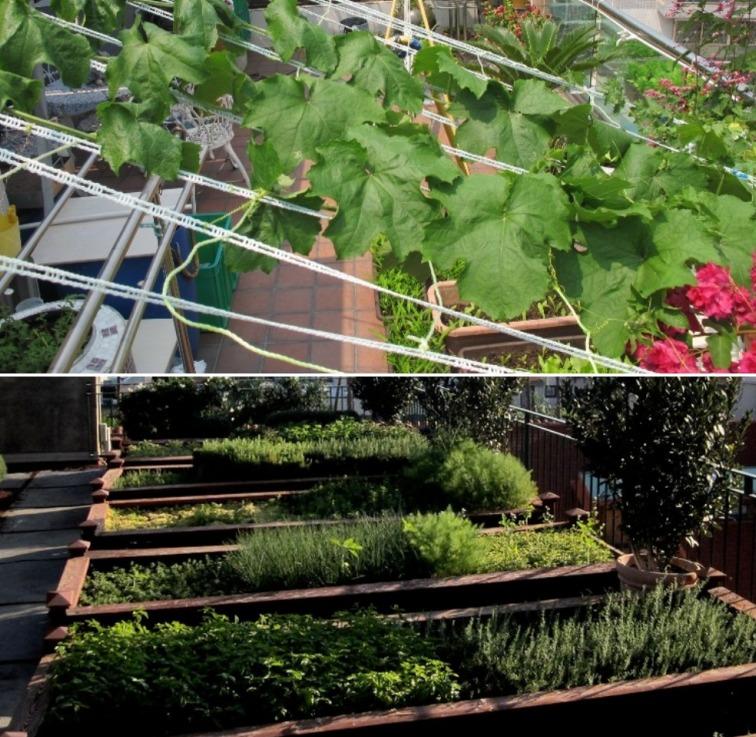 Rooftop Vegetable Gardening Design, Rooftop Garden Installation Cost In India