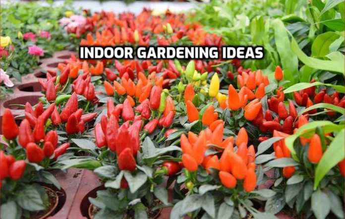 Indoor Gardening Ideas In India A Full Guide Gardening Tips
