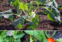 Growing Beans Hydroponically Planting Care Harvest Gardening Tips