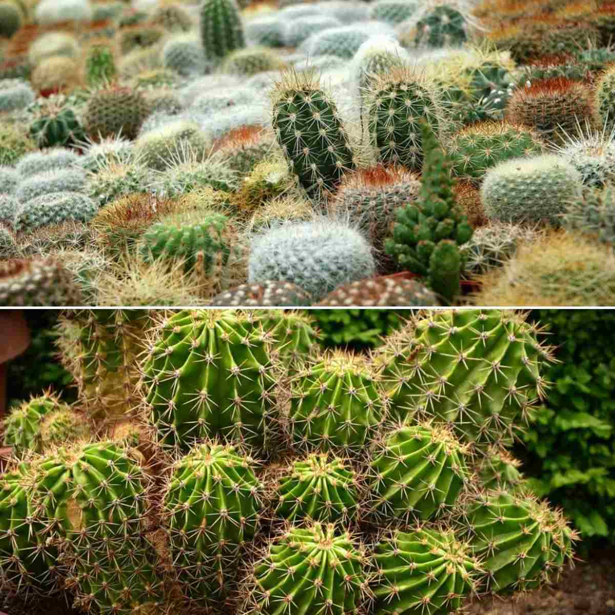 Types of cactus - visgross