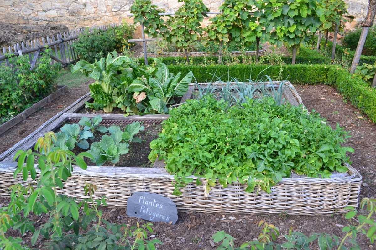 Vegetable Garden Layout, Design.