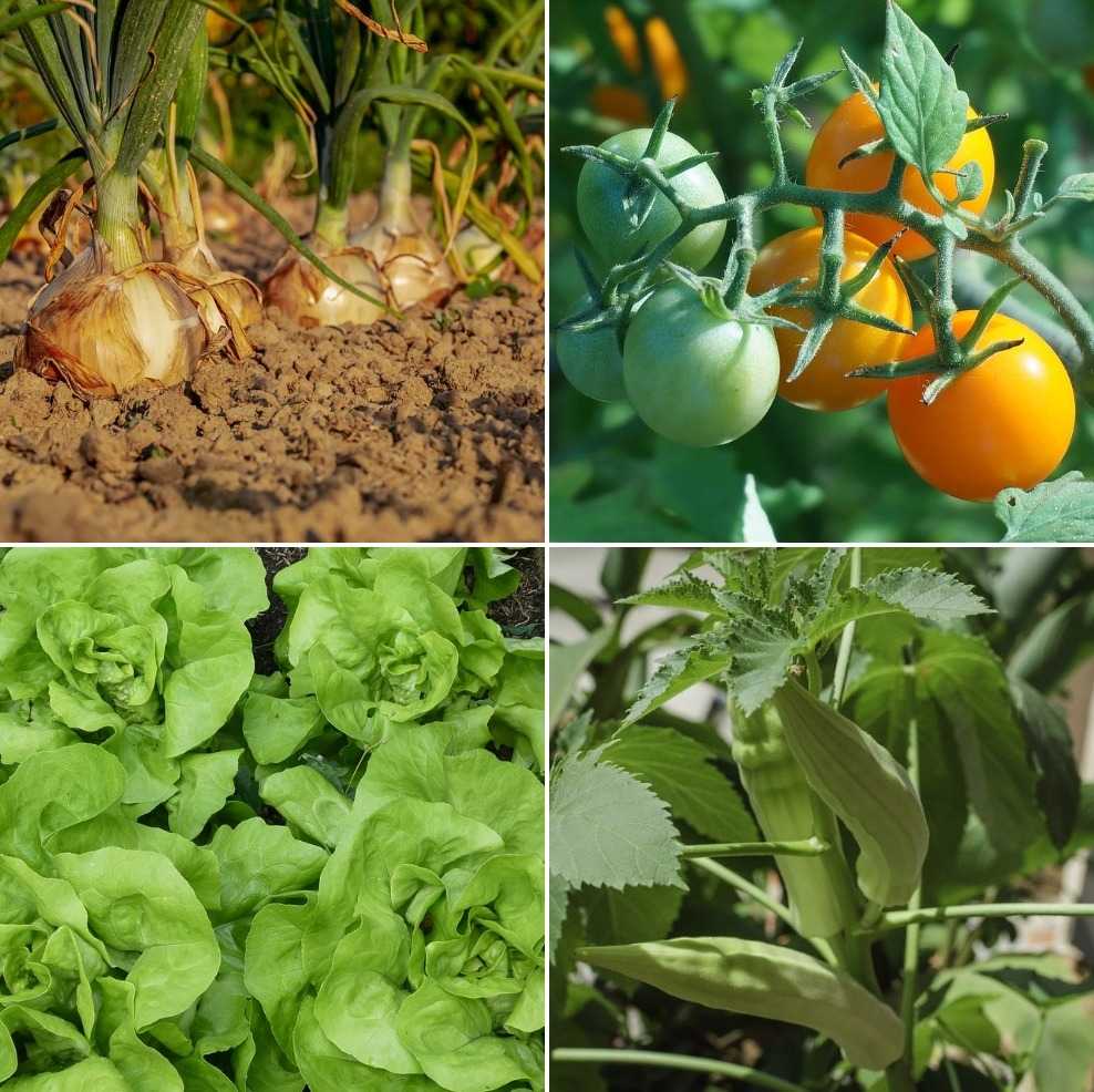 Home Vegetable Gardening Tips.