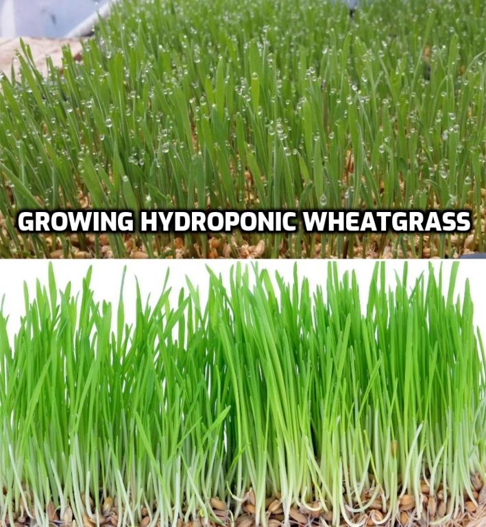 Hydroponic Wheatgrass.