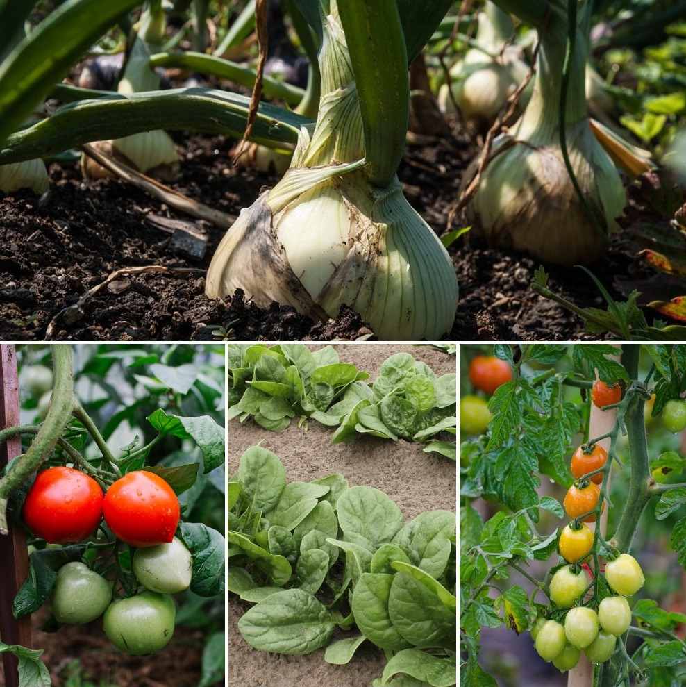 Vegetable Gardening Calendar in India A Full Guide Gardening Tips
