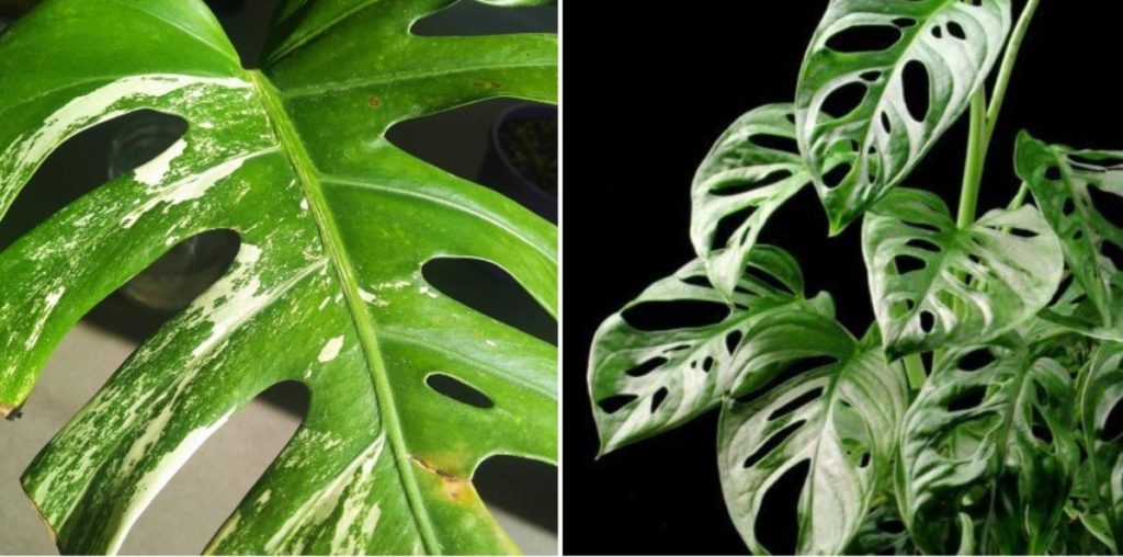 Growing Variegated  Monstera  A Full Guide Gardening Tips