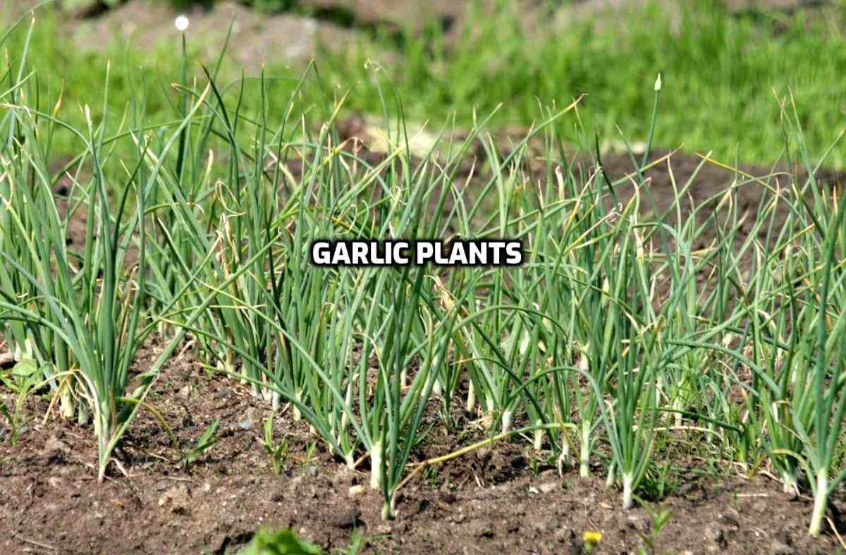 Garlick Plant.