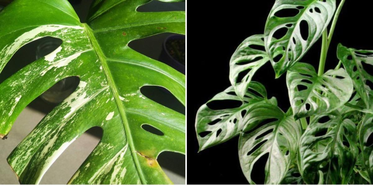 A Guide for Variegated Monstera Planting.