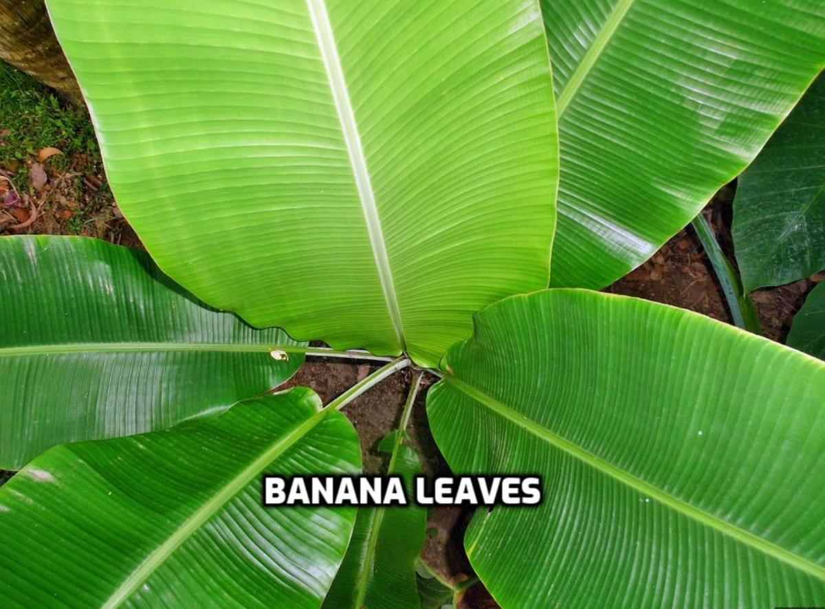 Banana Leaves.