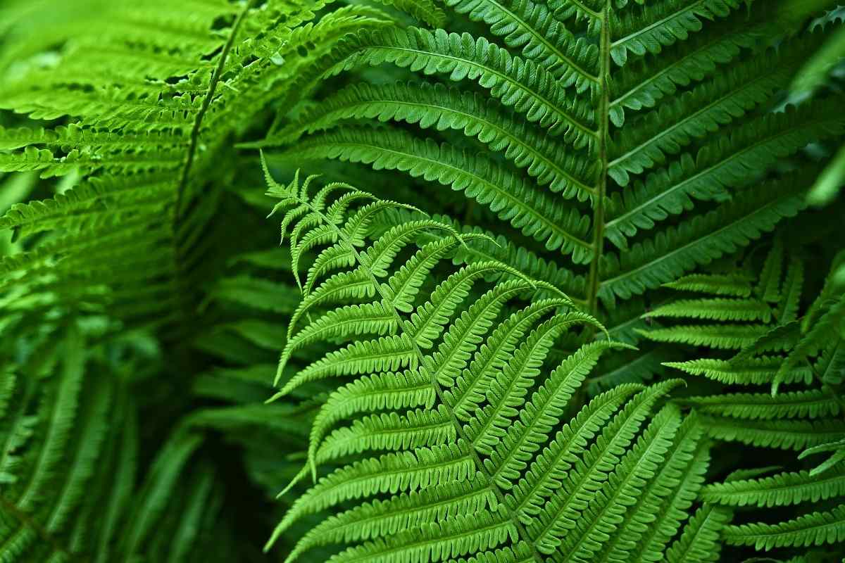 Growing Indoor Ferns A Full Guide Gardening Tips