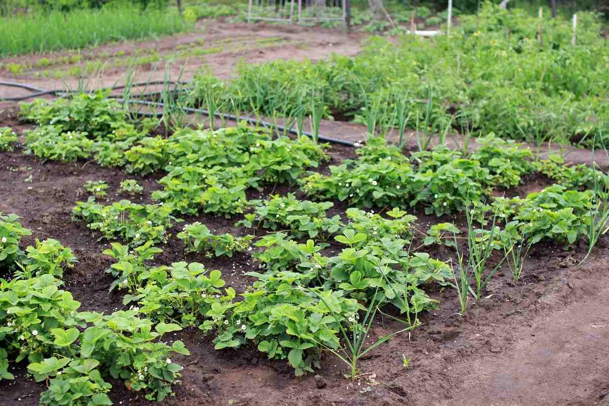 Small Vegetable Garden Ideas  in India.