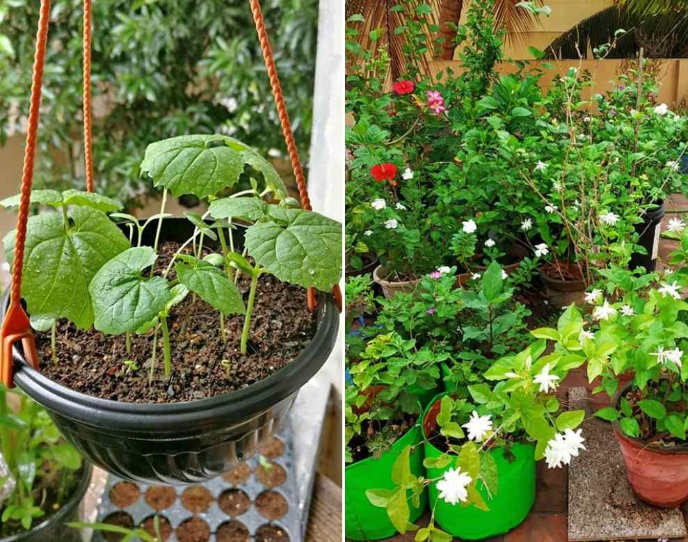 A Guide for Apartment Gardening.