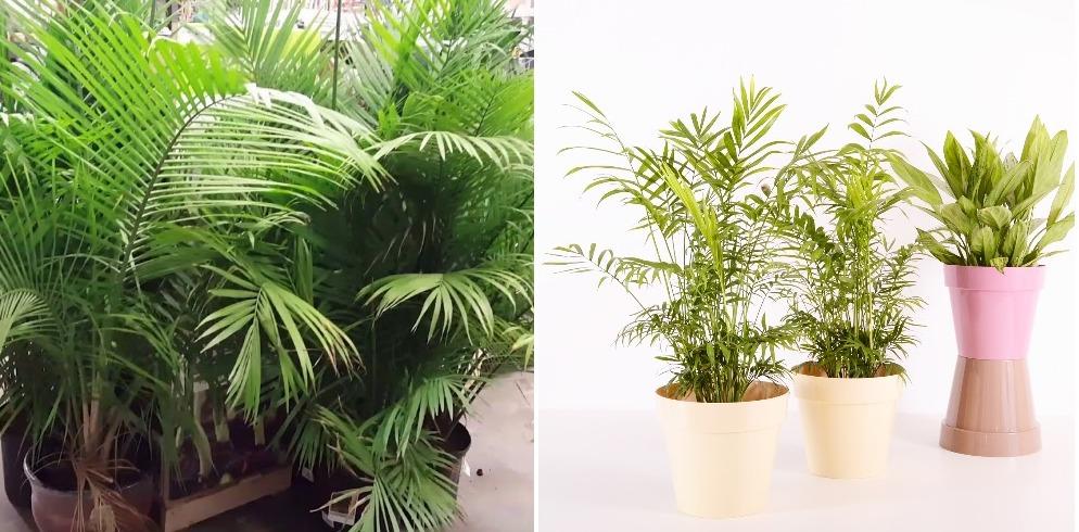 Growing Conditions of Indoor Palm Plants.