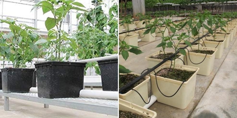 buckets for hydroponics