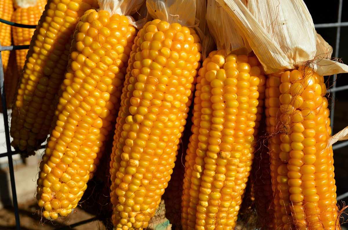 How To Grow Corn Hydroponically