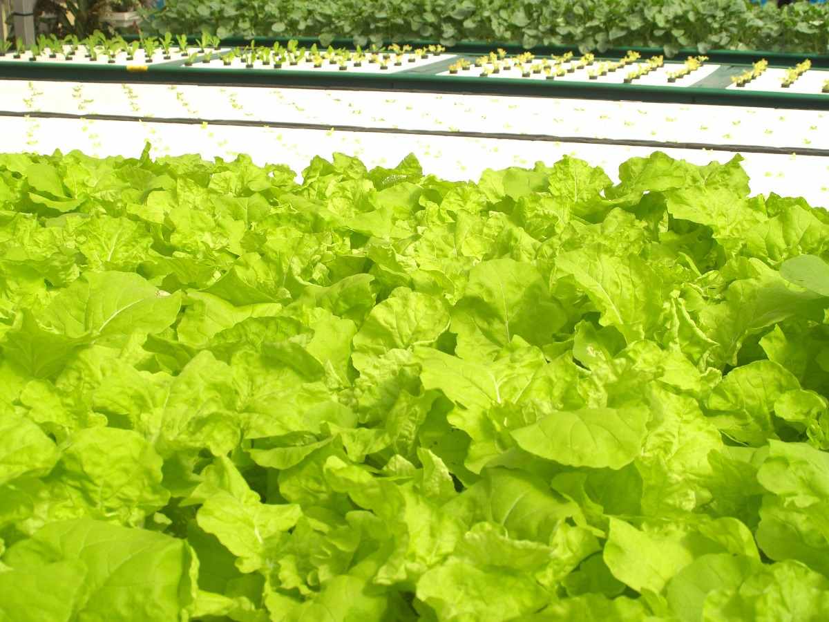 Growing Leafy Greens in Hydroponics - A Full Guide | Gardening Tips