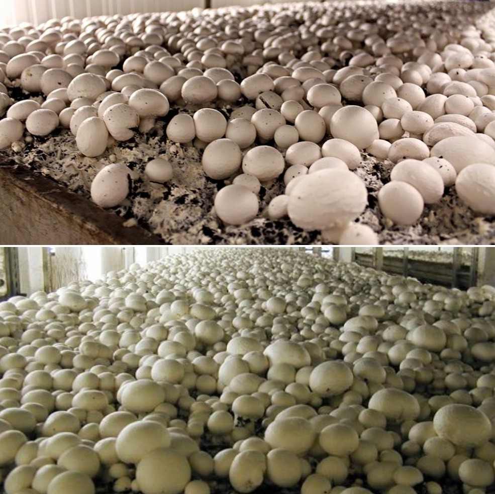Growing Conditions for Mushrooms in Greenhouse.
