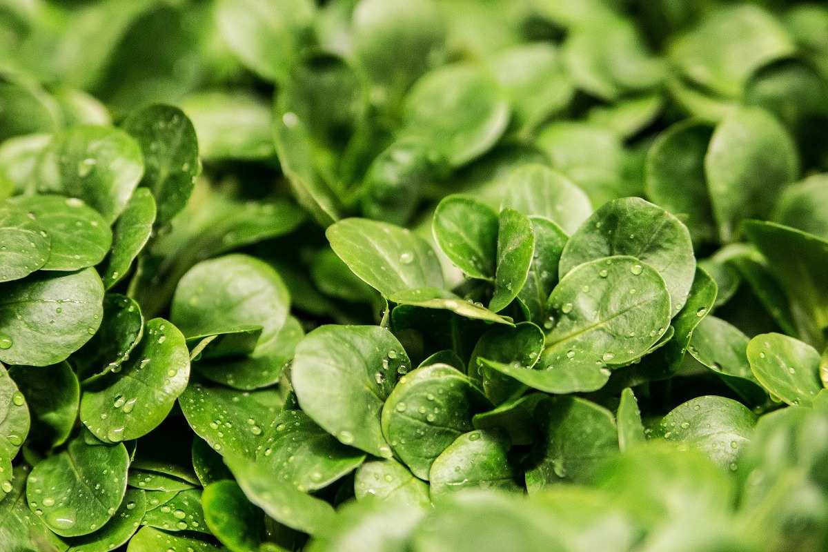 Guide to Grow Salad Greens.