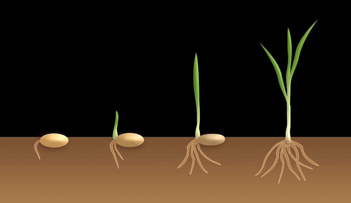 A guide to Seed Germination.