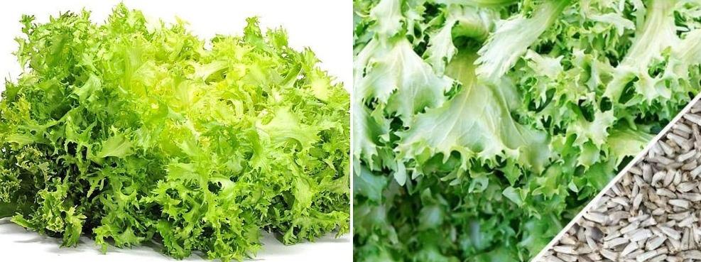 A guide to Hydroponic Endive.