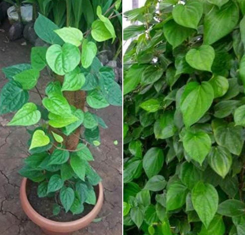 growing betel leaf in pots - a full guide | gardening tips