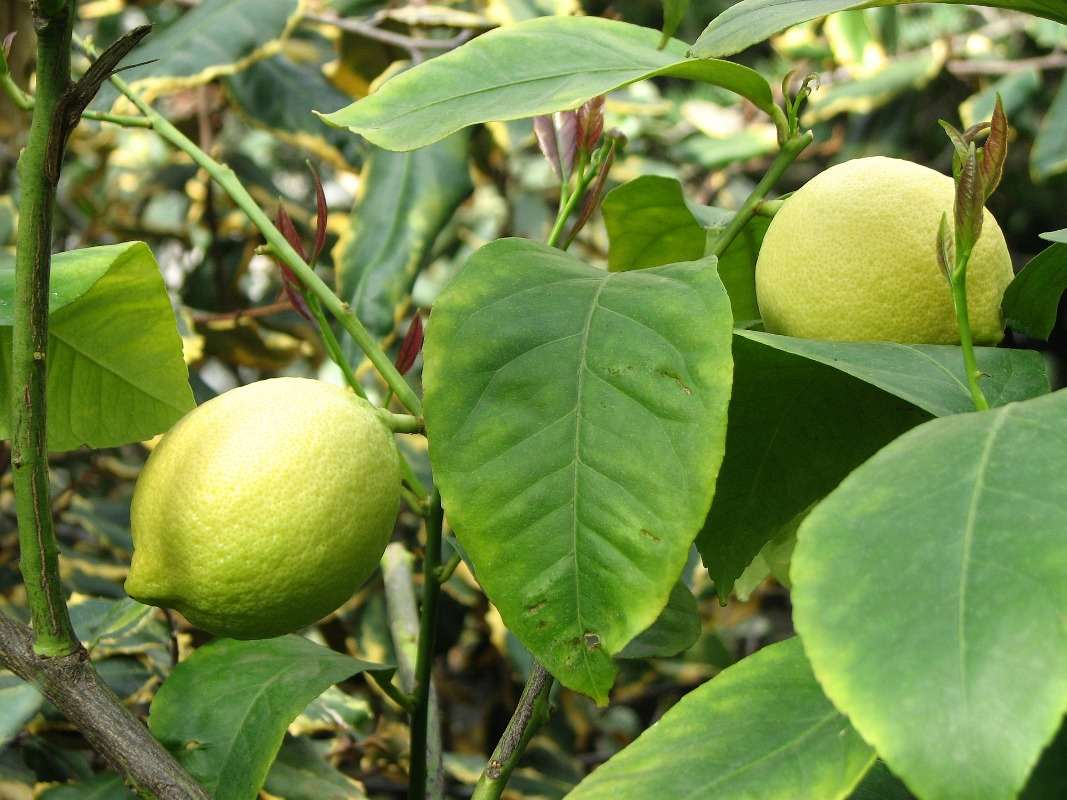 Soil Requirement for Lemon Tree Seeds.