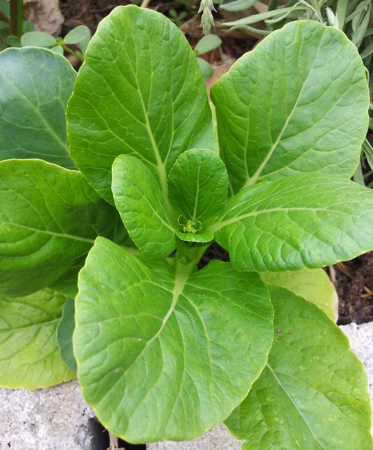 Bok Choy Growing Conditions.