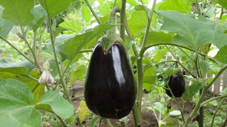 eggplant seed starting