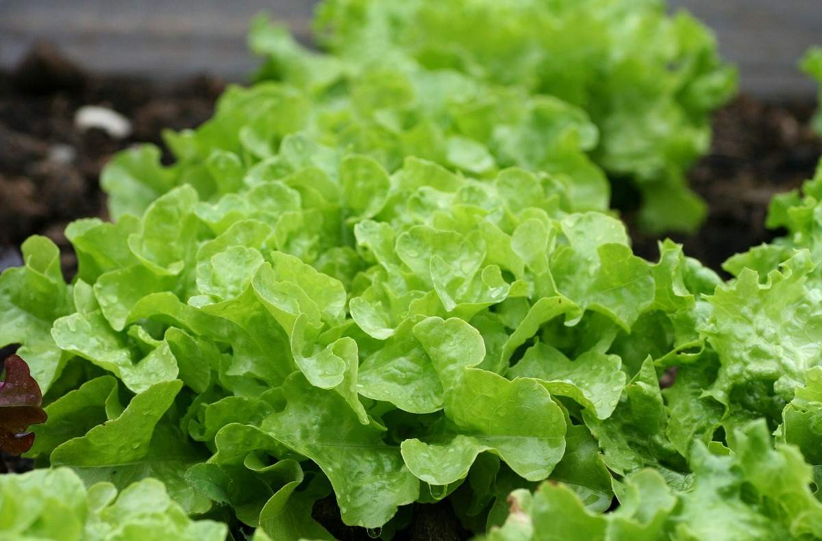 Salad Greens Growing Tips.