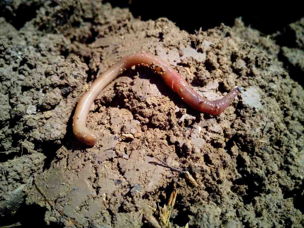How to Multiply Earthworms.