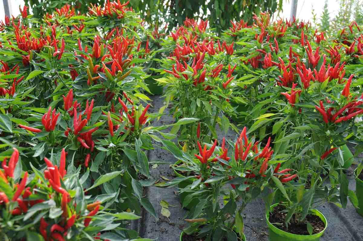 Tips for Growing Green Chilli (Mirchi).