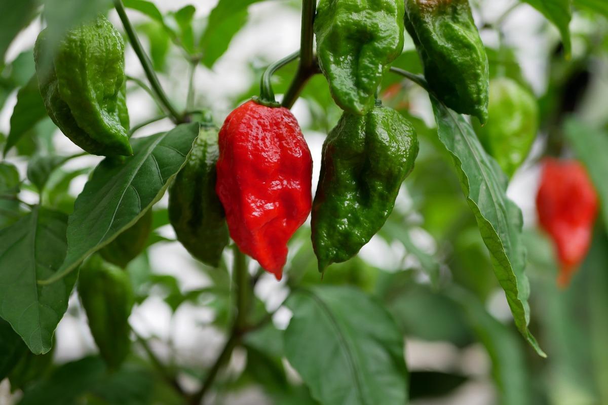 Tips for Growing Hydroponic Peppers.