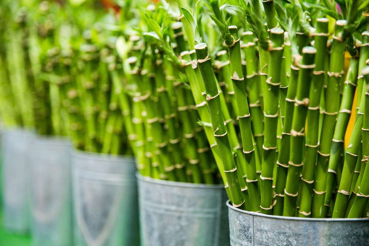 Growing Bamboo Plants In Containers, Outdoor Bamboo Plants In Pots