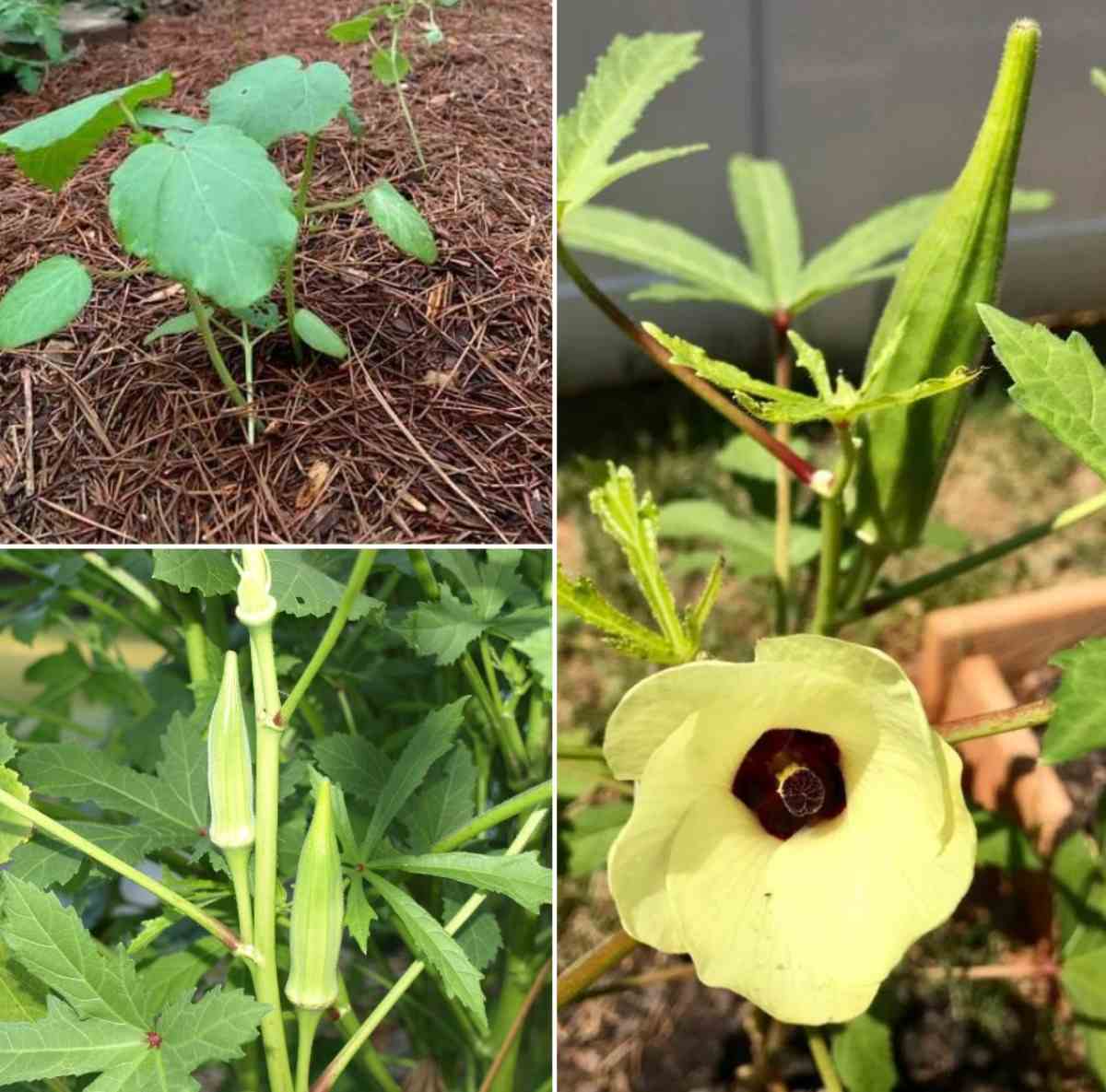 Okra Seed Germination Guide.
