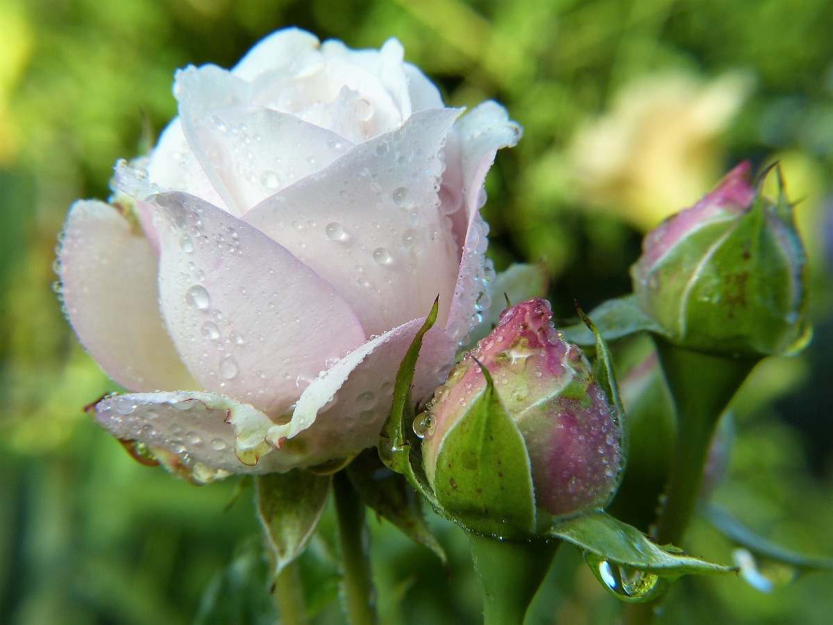Best Climatic Conditions for Rose Plantation.