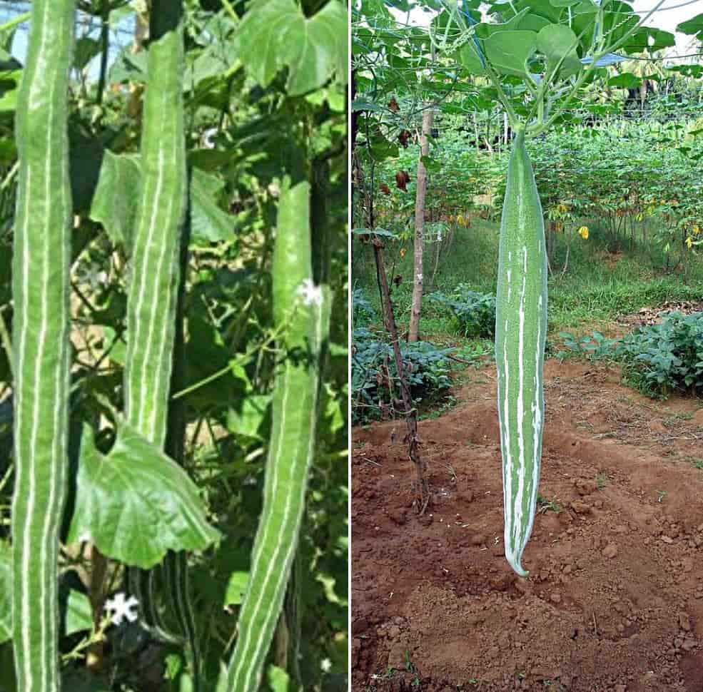 Snake Gourd Pests and Diseases.