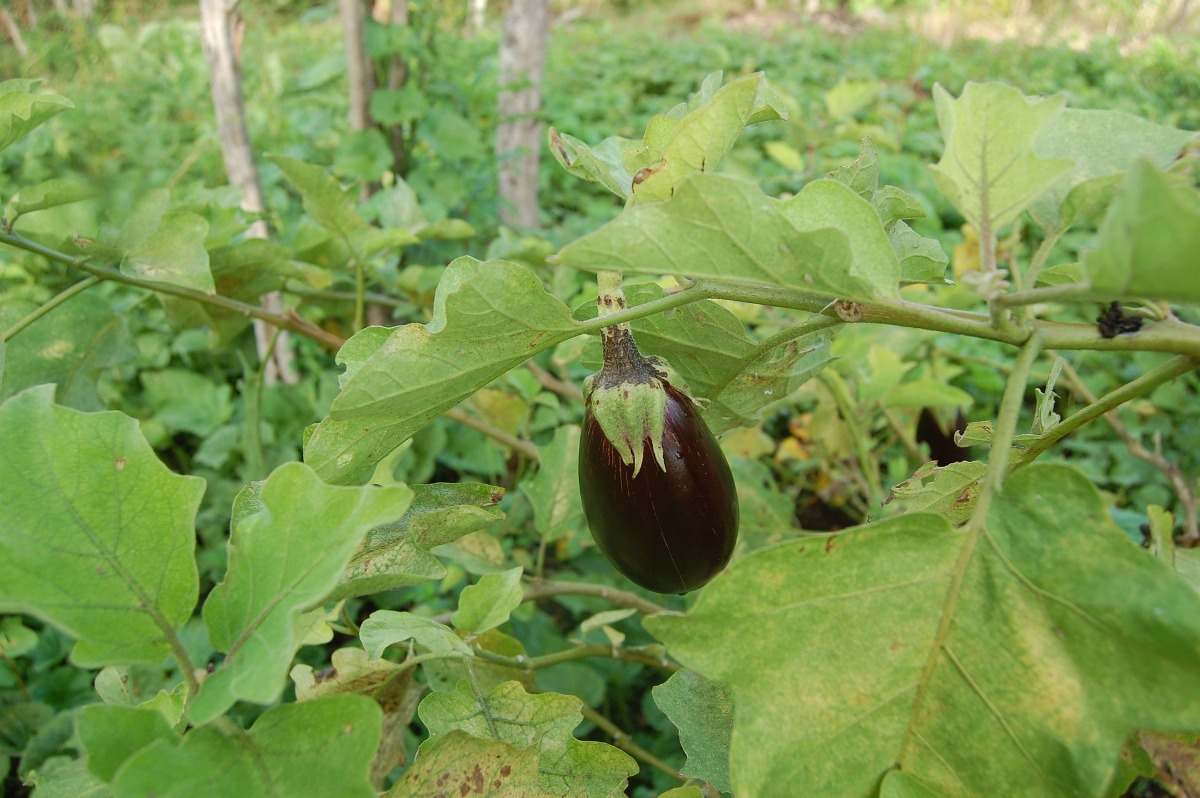 Eggplant Growing Process.