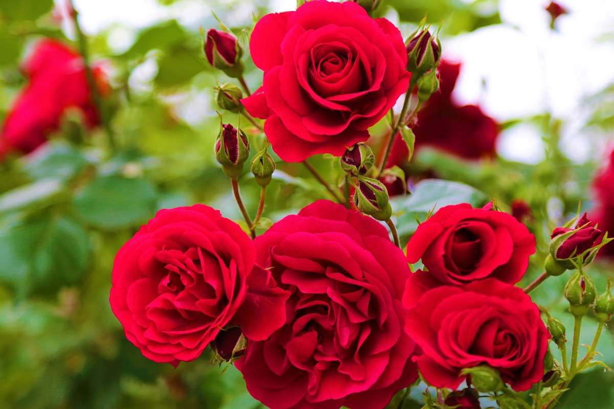 Light Requirement for Growing Roses.