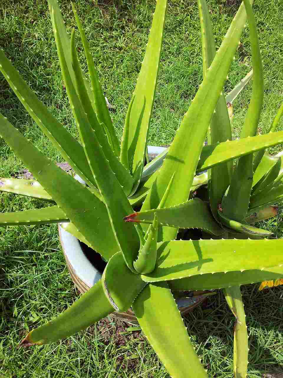 How to Care Aloe Plant.
