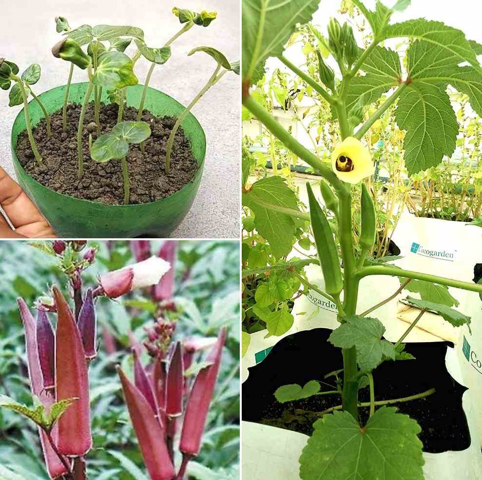 Okra Growing Conditions.