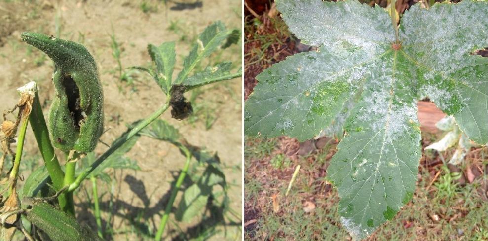 Common Pests and Diseases of Okra Plant.