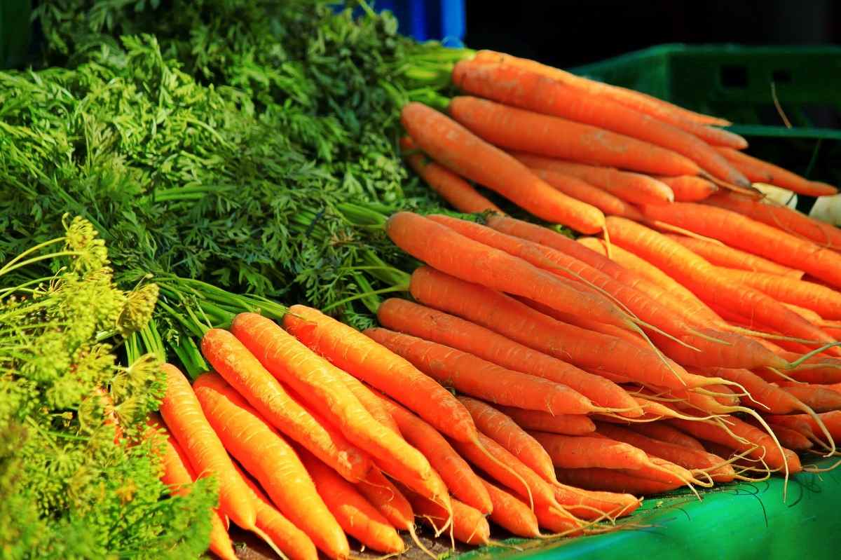 Growing Hydroponic Carrots - A Full Guide | Gardening Tips