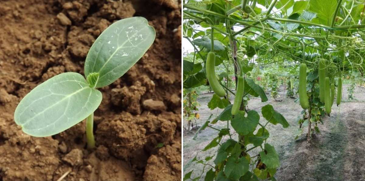 Bottle Gourd Growing Conditions.