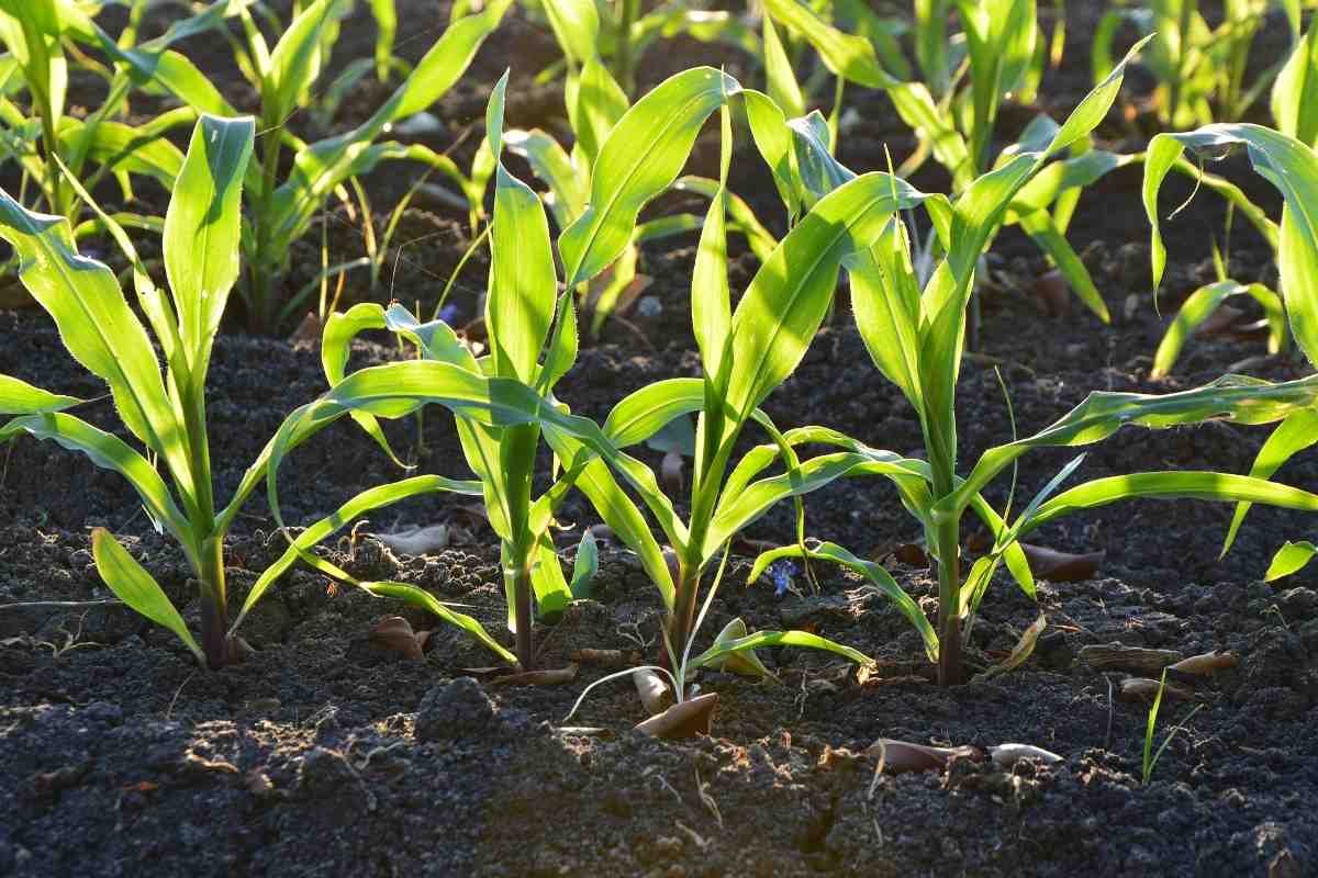Soil Temparature for Growing Corn.
