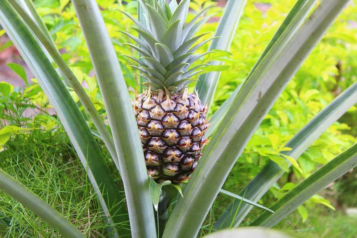 How to Grow Pineapples from Cuttings and Tops.