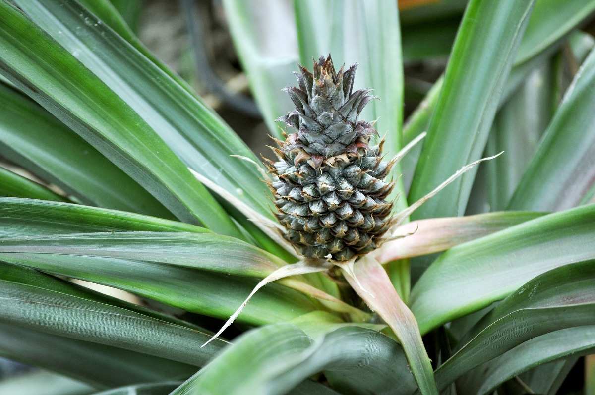 A guide to hydroponic pineapple.