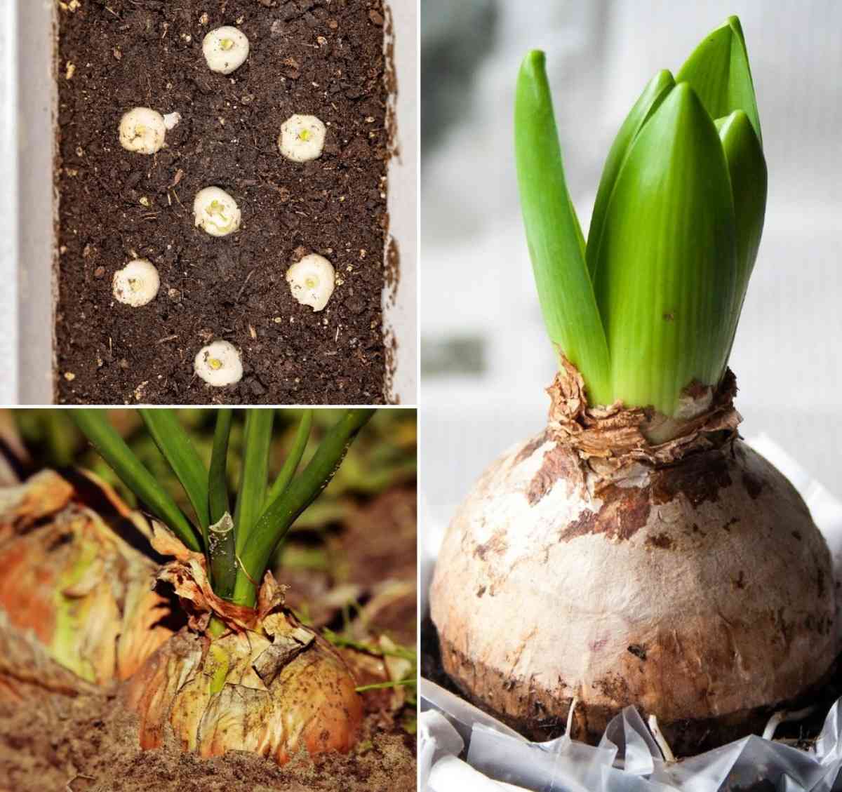 A guide to Growing Onions from Seed.