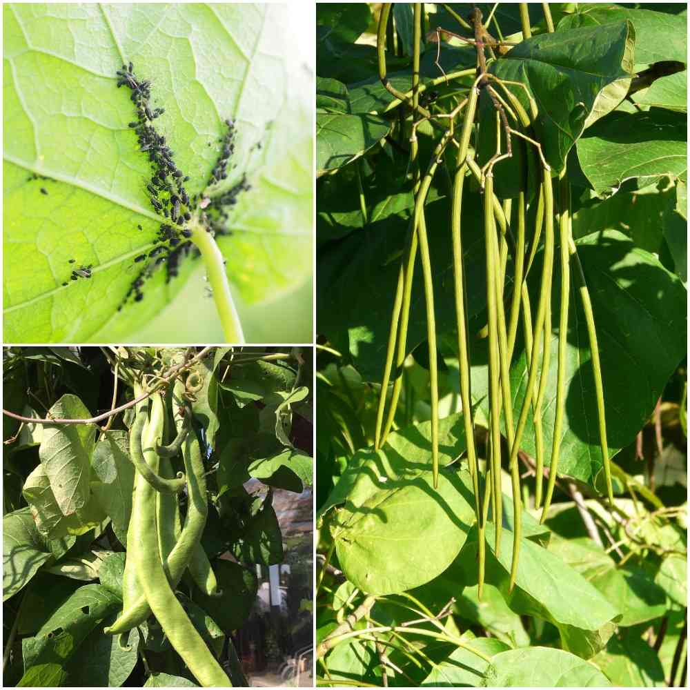 Beans Growing Conditions.